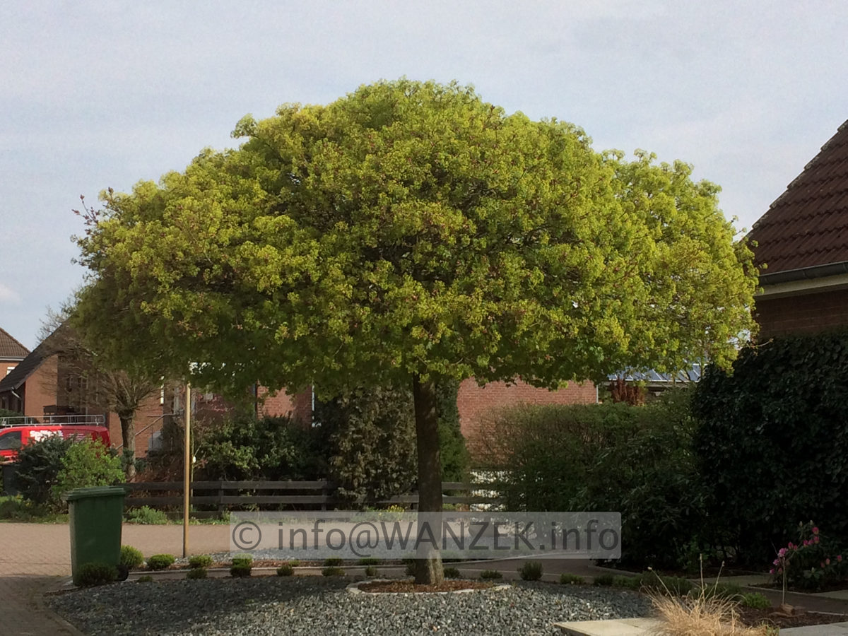 Acer platanoides Globosum 5-6m in Bluete.JPG